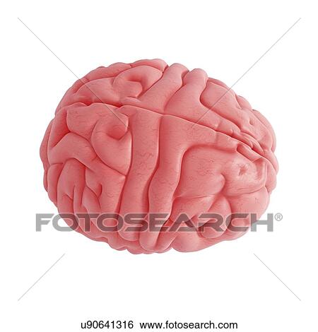 Stock Illustration - Human brain, artwork. Fotosearch