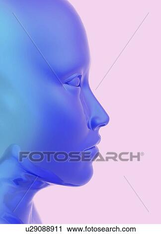 Human face in profile, artwork View Large Illustration Clip Art - Human face in profile, artwork. Fotosearch