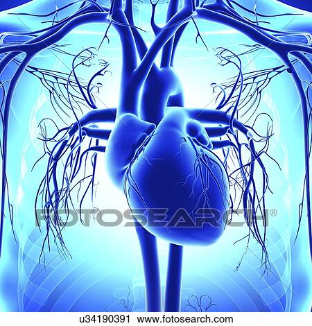 Human heart, artwork View Large Illustration Clip Art - Human heart, artwork. Fotosearch