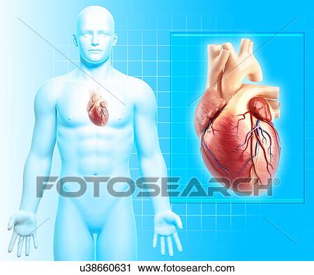 Human heart, artwork View Large Illustration Clip Art - Human heart, artwork. Fotosearch