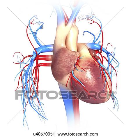 Clip Art - Human heart, artwork. Fotosearch
