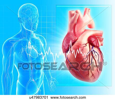Human heart, artwork View Large Illustration Clip Art - Human heart, artwork. Fotosearch