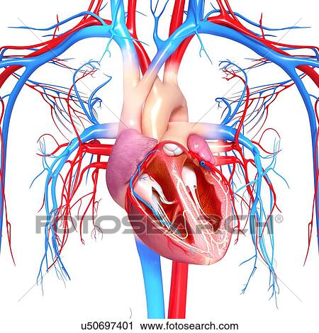 Human heart, artwork View Large Illustration Clip Art - Human heart, artwork. Fotosearch