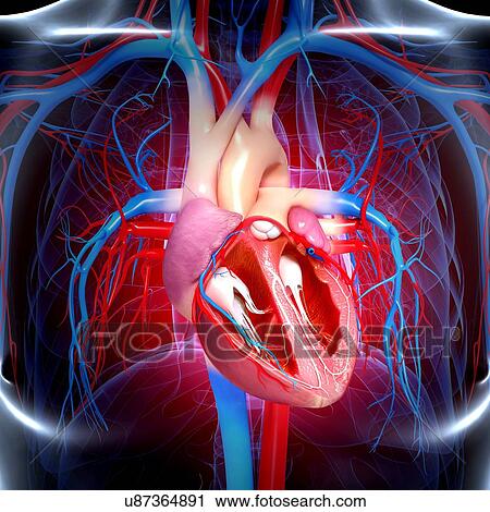 Human heart, artwork View Large Illustration Clip Art - Human heart, artwork. Fotosearch