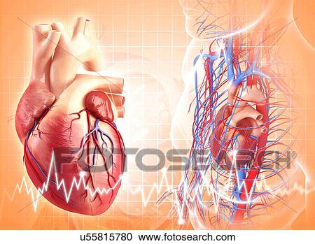 Clipart - Human heart, artwork. Fotosearch