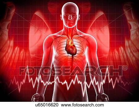 Human heart, artwork View Large Illustration Clipart - Human heart, artwork. Fotosearch