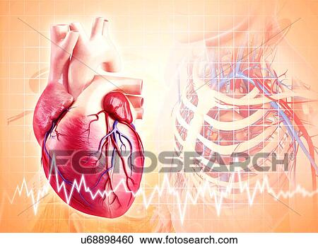 Clipart - Human heart, artwork. Fotosearch
