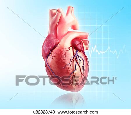 Clipart - Human heart, artwork. Fotosearch
