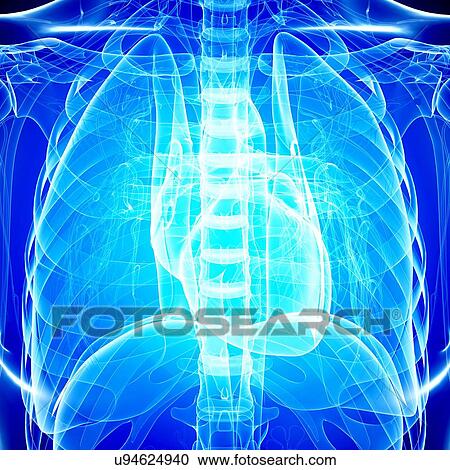 Human heart, artwork View Large Illustration Clipart - Human heart, artwork. Fotosearch