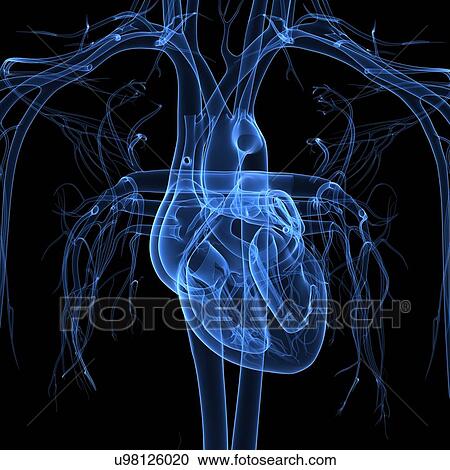 Human heart, artwork View Large Illustration Clipart - Human heart, artwork. Fotosearch