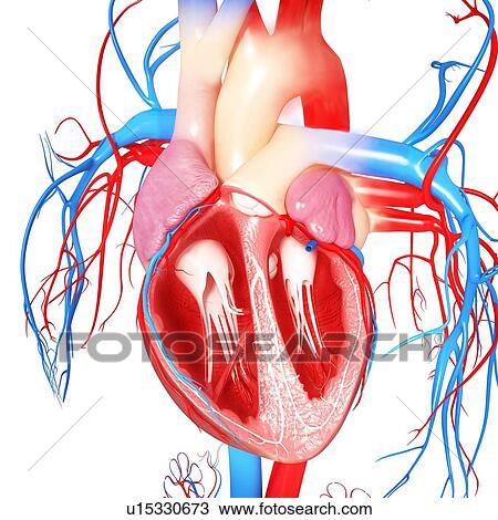 Drawing - Human heart, artwork. Fotosearch