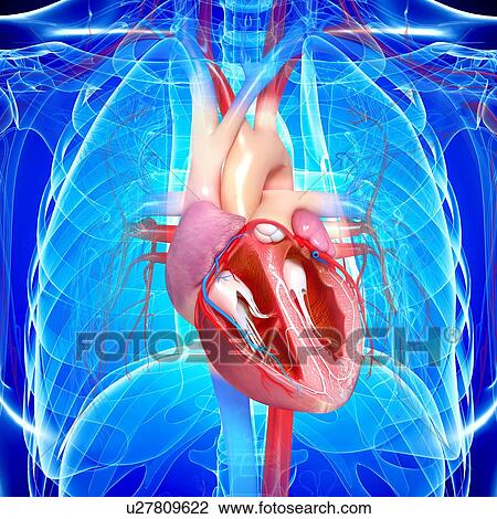 Human heart, artwork View Large Illustration Drawing - Human heart, artwork. Fotosearch