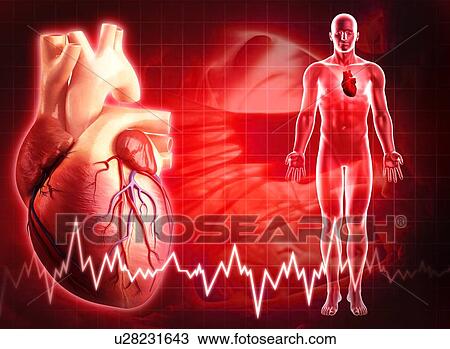 Human heart, artwork View Large Illustration Drawing - Human heart, artwork. Fotosearch