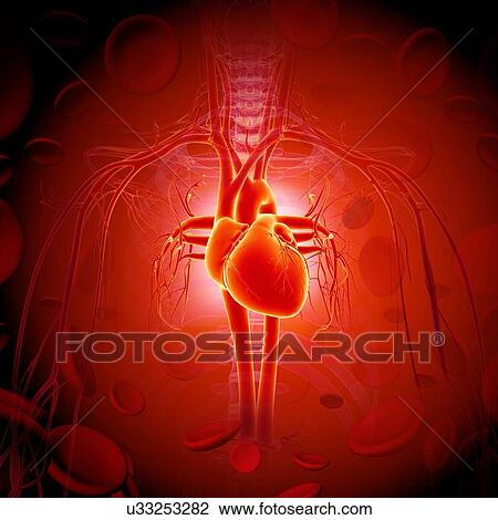 Drawing - Human heart, artwork. Fotosearch