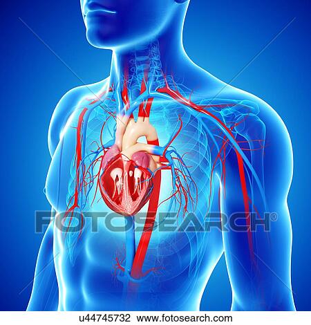 Drawing - Human heart, artwork. Fotosearch