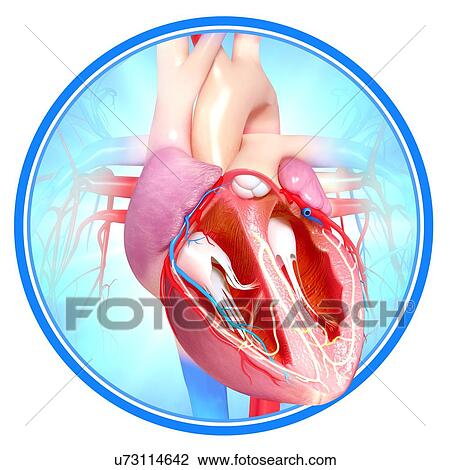 Drawing - Human heart, artwork. Fotosearch