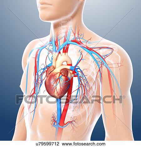 Drawing - Human heart, artwork. Fotosearch