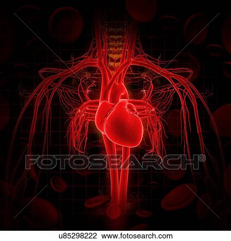 Drawing - Human heart, artwork. Fotosearch