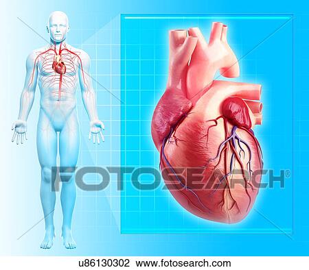 Drawing - Human heart, artwork. Fotosearch