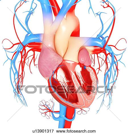Human heart, artwork View Large Illustration Stock Illustration - Human heart, artwork. Fotosearch