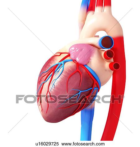 Human heart, artwork View Large Illustration Stock Illustration - Human heart, artwork. Fotosearch