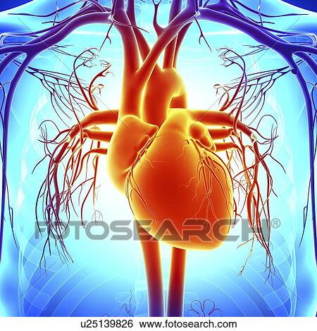 Human heart, artwork View Large Illustration Stock Illustration - Human heart, artwork. Fotosearch