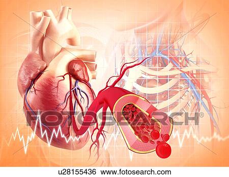 Human heart, artwork View Large Illustration Stock Illustration - Human heart, artwork. Fotosearch