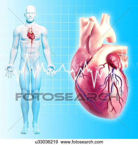 Stock Illustration - Human heart, artwork. Fotosearch