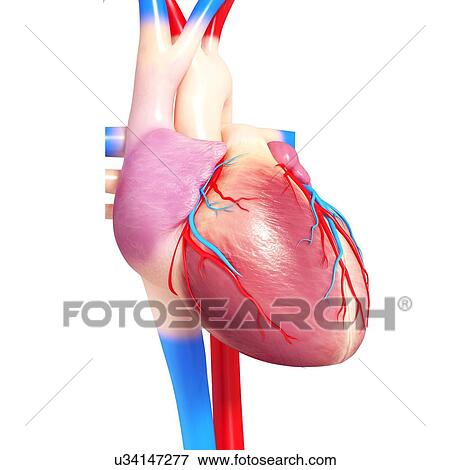 Human heart, artwork View Large Illustration Stock Illustration - Human heart, artwork. Fotosearch