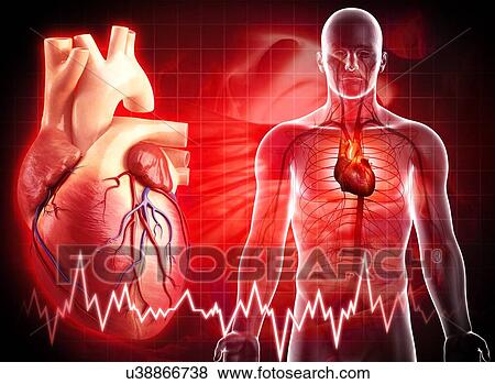 Human heart, artwork View Large Illustration Stock Illustration - Human heart, artwork. Fotosearch