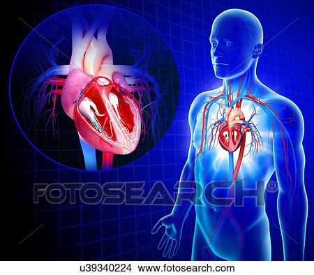 Human heart, artwork View Large Illustration Stock Illustration - Human heart, artwork. Fotosearch