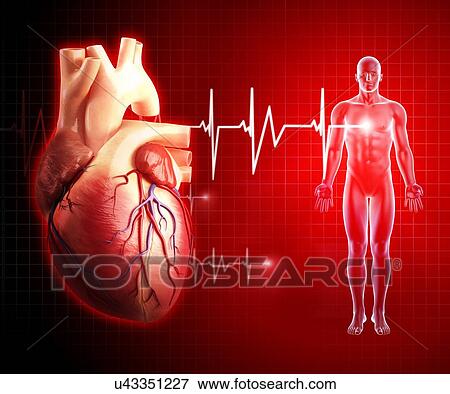 Human heart, artwork View Large Illustration Stock Illustration - Human heart, artwork. Fotosearch