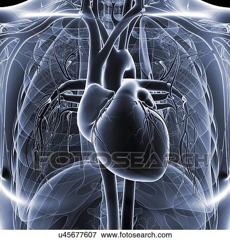 Human heart, artwork View Large Illustration Stock Illustration - Human heart, artwork. Fotosearch