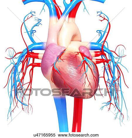 Human heart, artwork View Large Illustration Stock Illustration - Human heart, artwork. Fotosearch
