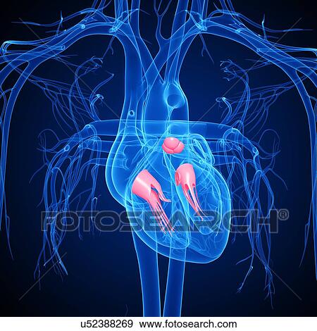 Stock Illustration - Human heart, artwork. Fotosearch