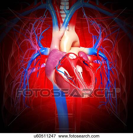 Human heart, artwork View Large Illustration Stock Illustration - Human heart, artwork. Fotosearch