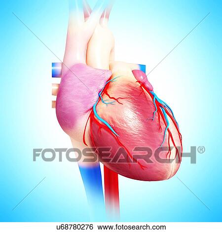 Human heart, artwork View Large Illustration Stock Illustration - Human heart, artwork. Fotosearch