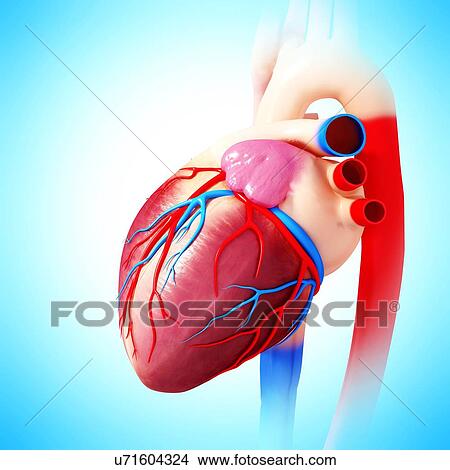 Human heart, artwork View Large Illustration Stock Illustration - Human heart, artwork. Fotosearch