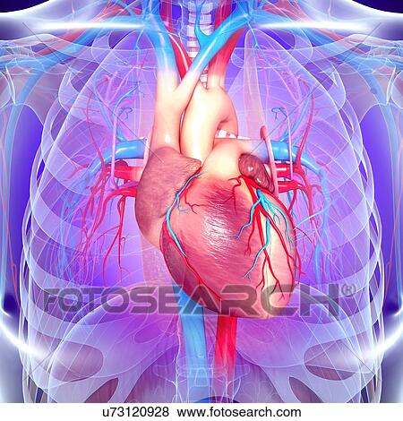 Human heart, artwork View Large Illustration Stock Illustration - Human heart, artwork. Fotosearch
