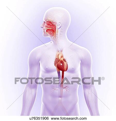 Human heart, artwork View Large Illustration Stock Illustration - Human heart, artwork. Fotosearch