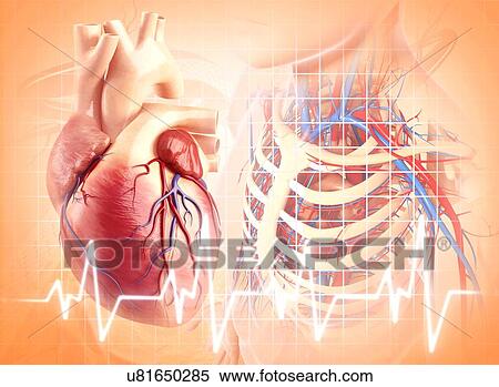 Stock Illustration - Human heart, artwork. Fotosearch
