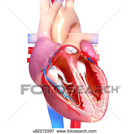 Human heart, artwork View Large Illustration Stock Illustration - Human heart, artwork. Fotosearch