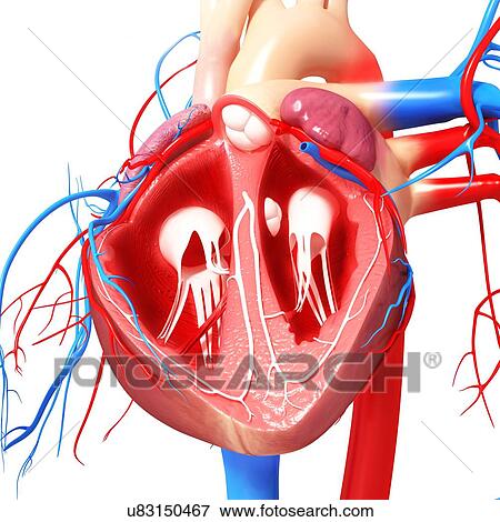 Stock Illustration - Human heart, artwork. Fotosearch
