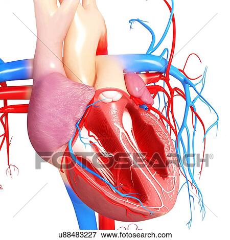 Stock Illustration - Human heart, artwork. Fotosearch