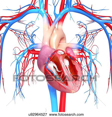 Human heart, artwork View Large Illustration Stock Illustration - Human heart, artwork. Fotosearch