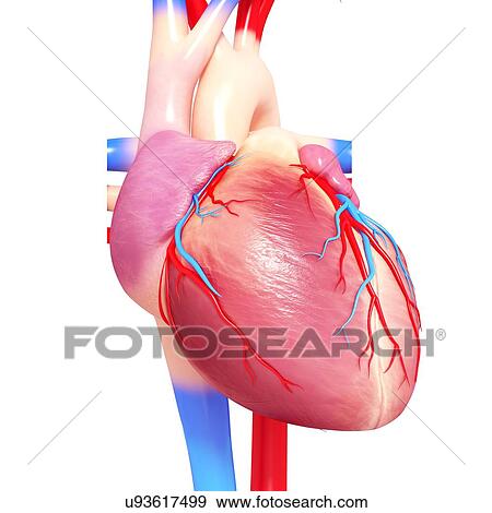 Stock Illustration - Human heart, artwork. Fotosearch
