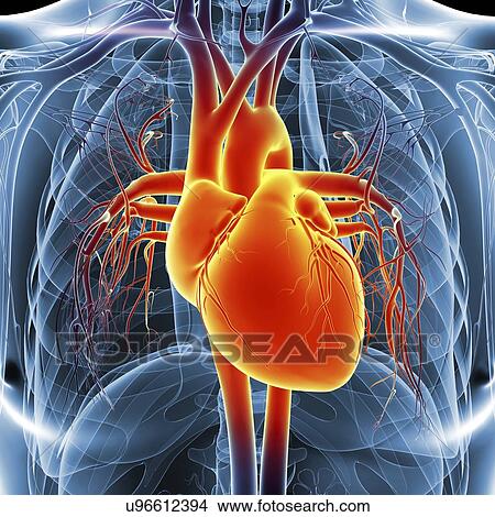 Stock Illustration - Human heart, artwork. Fotosearch