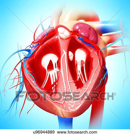 Human heart, artwork View Large Illustration Stock Illustration - Human heart, artwork. Fotosearch