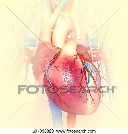 Human heart, artwork View Large Illustration Stock Illustration - Human heart, artwork. Fotosearch