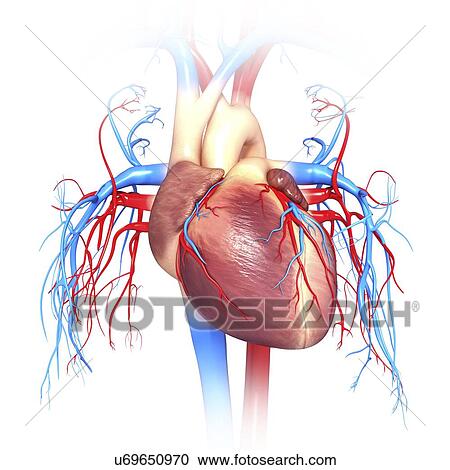 Human heart, computer artwork View Large Illustration Clipart - Human heart, computer artwork. Fotosearch